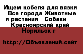 Ищем кобеля для вязки - Все города Животные и растения » Собаки   . Красноярский край,Норильск г.